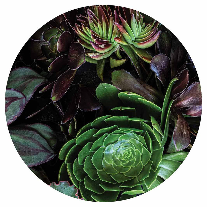 NATURAL GREEN AND PURPLE ALOE GARDEN LAZY SUSAN