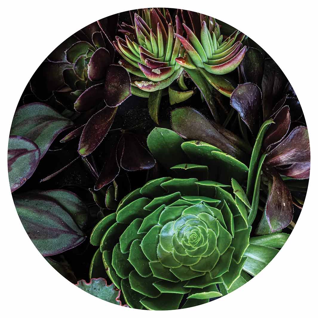 NATURAL GREEN AND PURPLE ALOE GARDEN CHEESEBOARD