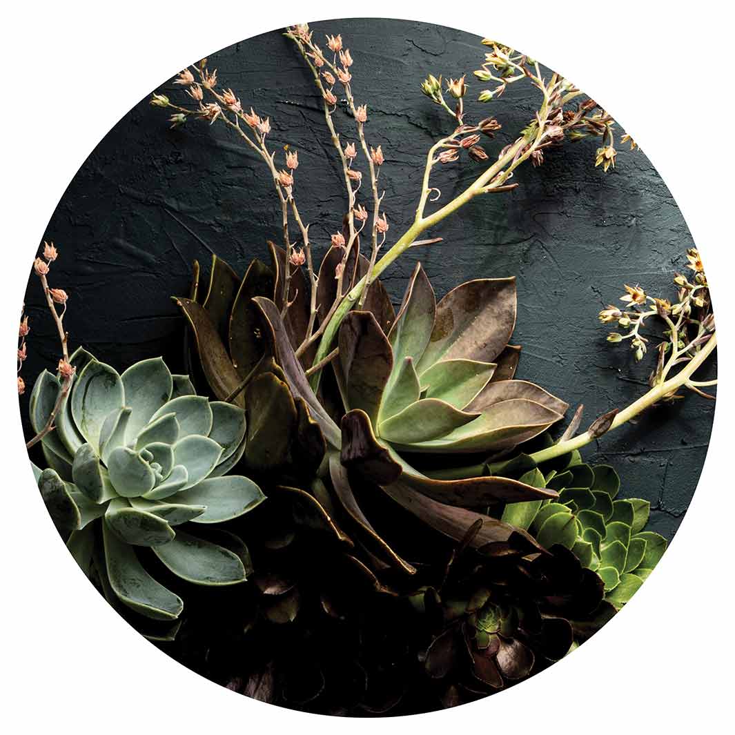 NATURAL GREEN ALOE BUSH WITH LEAVES CHEESEBOARD