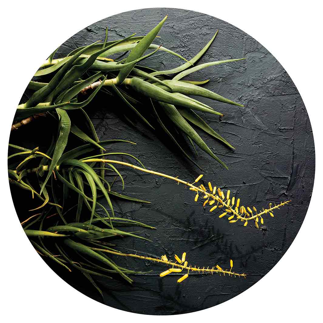 NATURAL YELLOW BLOSSOMS ALOE BUSH ON GREY CHEESEBOARD