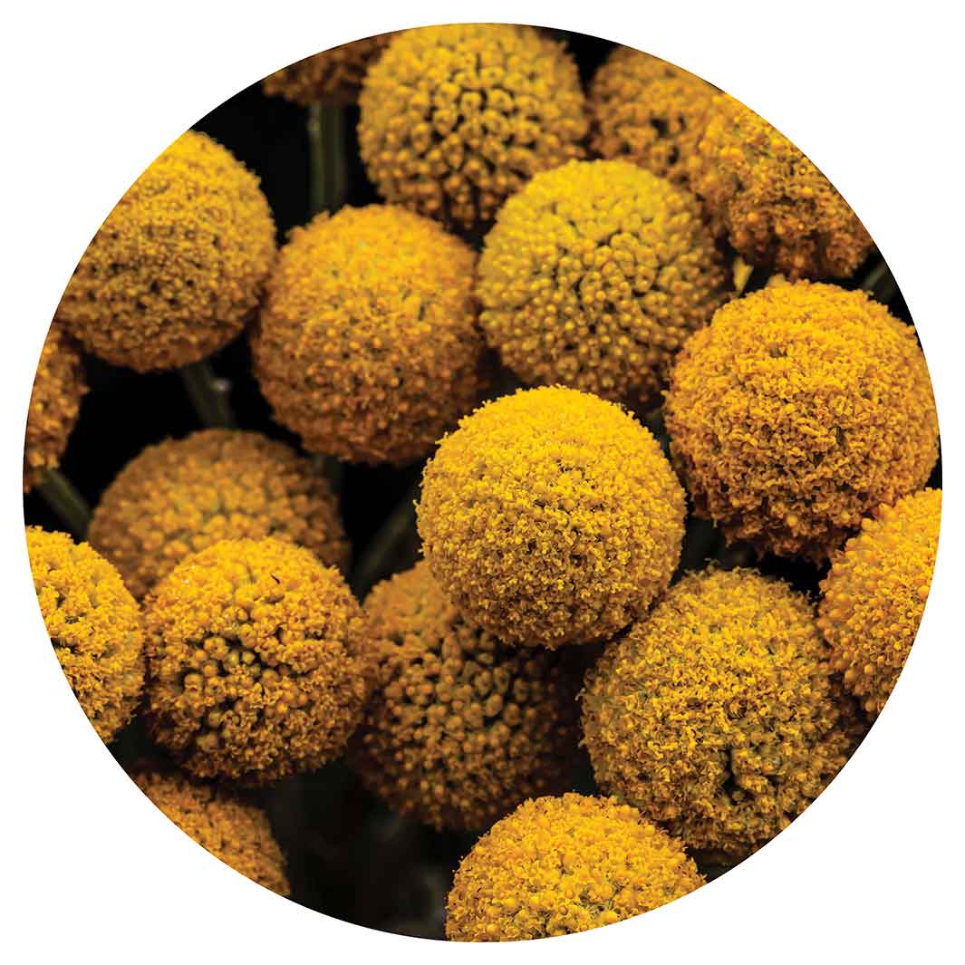 NATURAL YELLOW CRASPEDIA BILLY BUTTON BALLS CHEESEBOARD