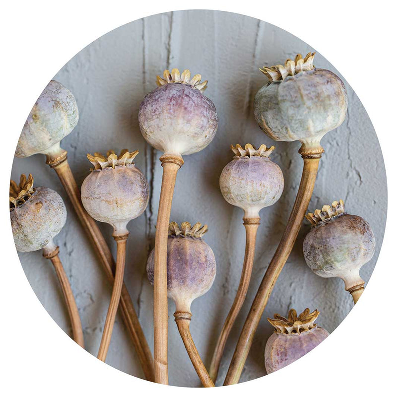 NATURAL PURPLE GIANT POPPY SEEDS ON GREY LAZY SUSAN