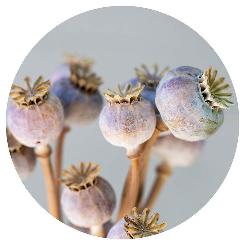 NATURAL PURPLE GIANT POPPY SEED BUNCH ON GREY LAZY SUSAN