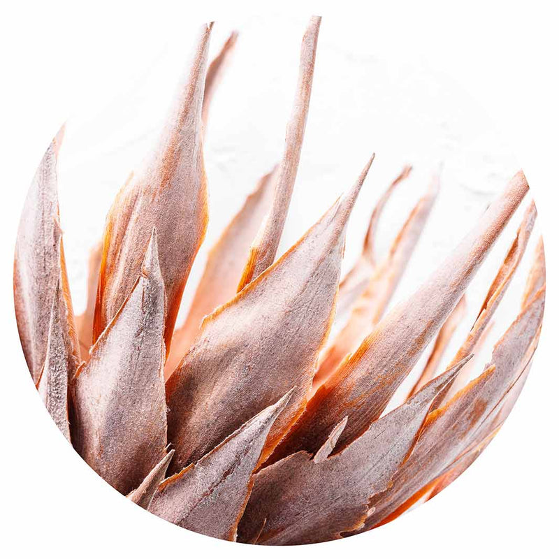 DRIED RUSTIC PINK PROTEA CHEESEBOARD