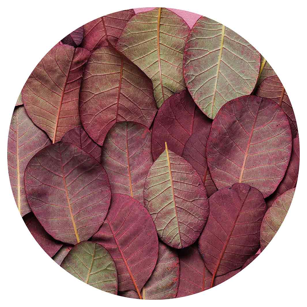 LEAF ARRANGEMENT DARK MAUVE AND GREEN CHEESEBOARD