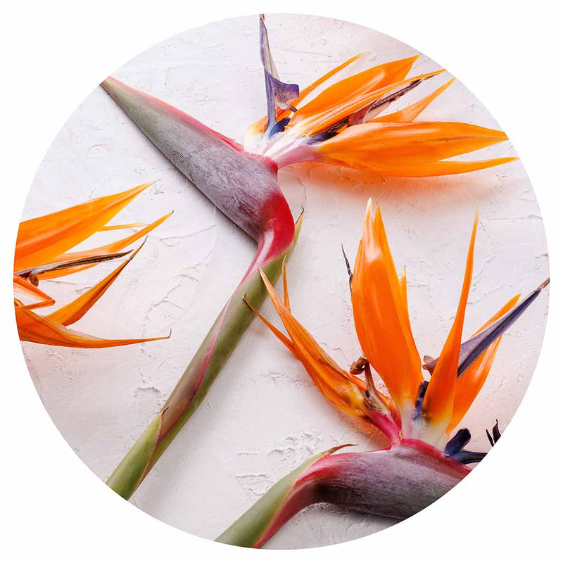 STRELITZIAS ON WHITE CHEESEBOARD