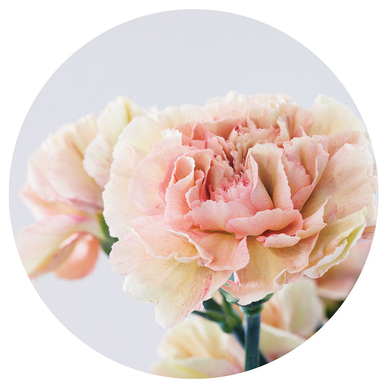 PINK AND WHITE PEONIES CHEESEBOARD