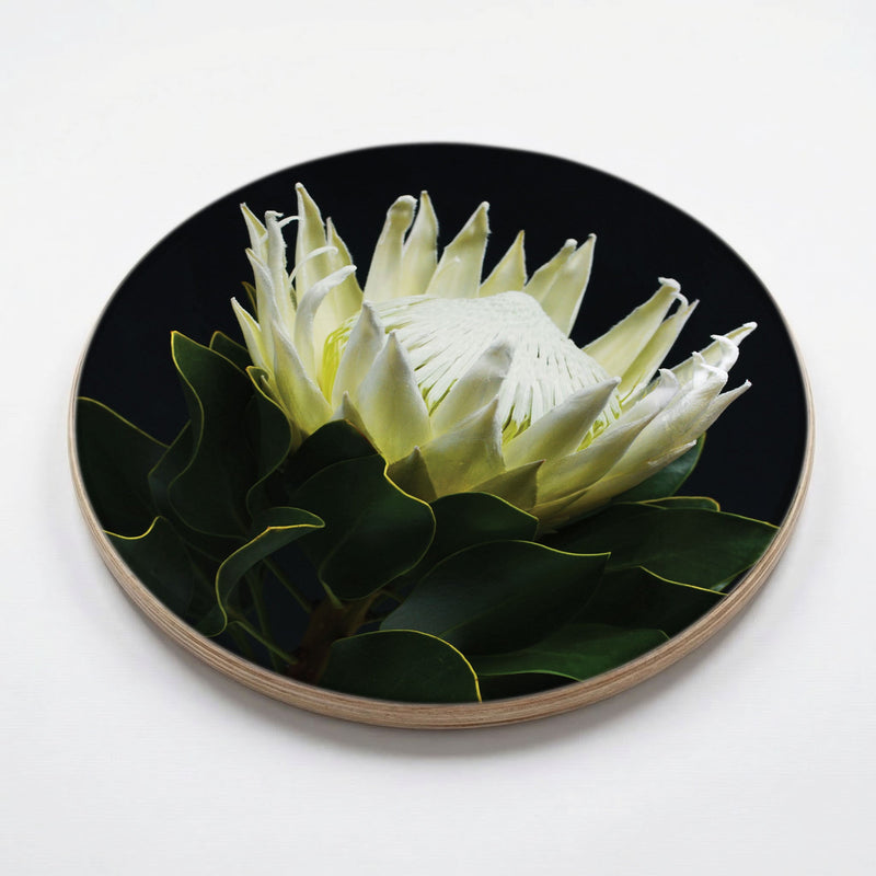 MIDNIGHT WHTIE PROTEA CHEESEBOARD