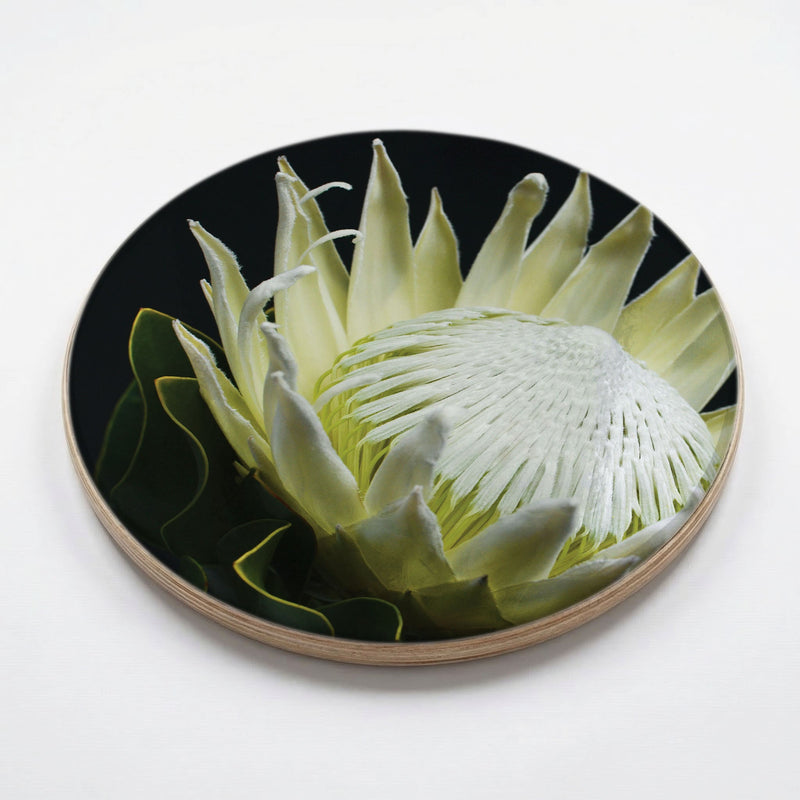 MIDNIGHT WHITE PROTEA UP CLOSE CHEESEBOARD