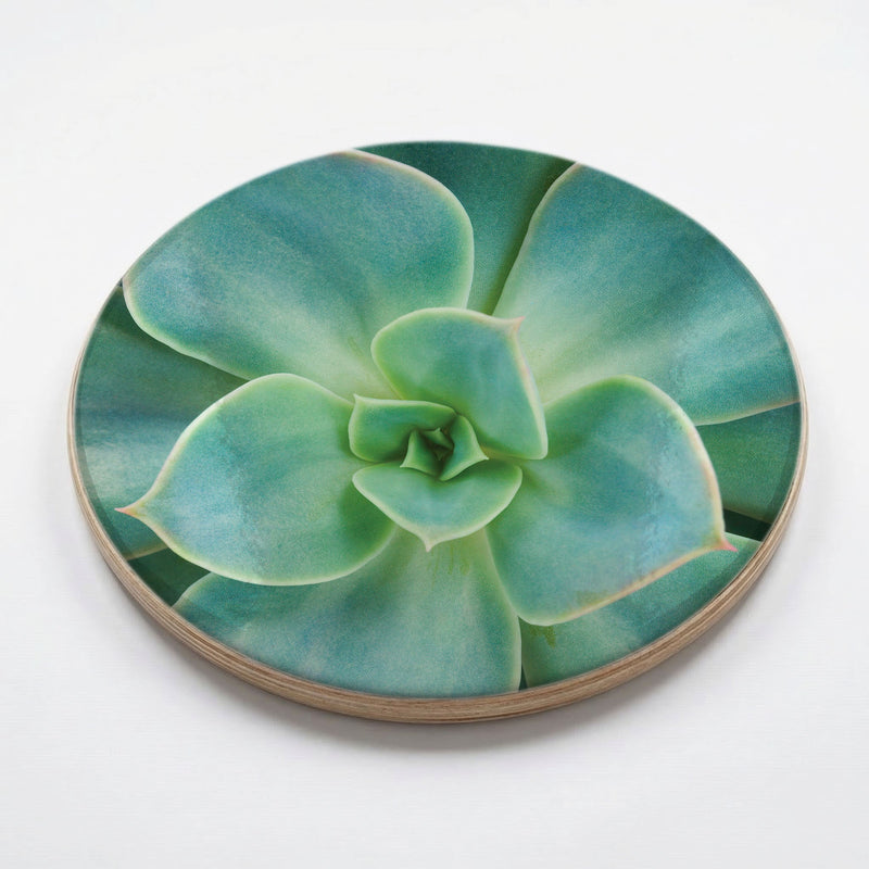 SOFT ROSETTE SUCCULENT CHEESEBOARD