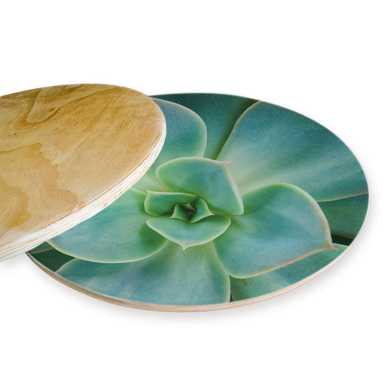 SOFT ROSETTE SUCCULENT CHEESEBOARD