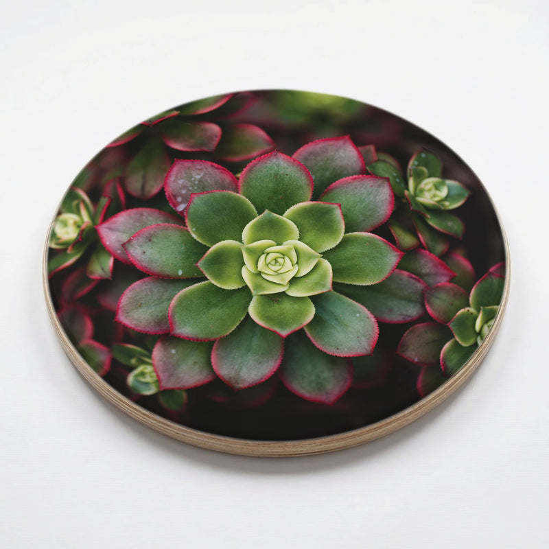 DARK GARDEN SUCCULENTS CHEESEBOARD