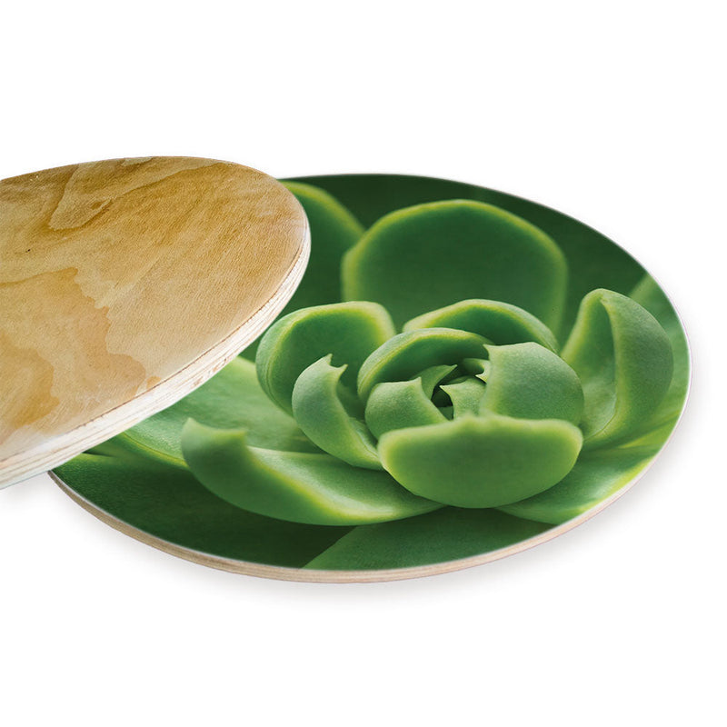 GREEN CORE SUCCULENT CHEESEBOARD