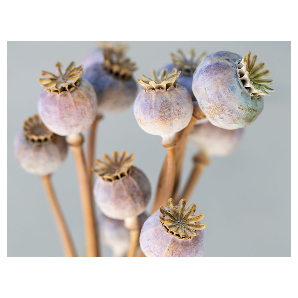 NATURAL PURPLE GIANT POPPY SEED BUNCH ON GREY SCATTER CUSHION