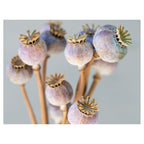 NATURAL PURPLE GIANT POPPY SEED BUNCH ON GREY SCATTER CUSHION