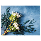 WHITE PROTEAS AND EUCALYPTUS ON BLUE SCATTER CUSHION