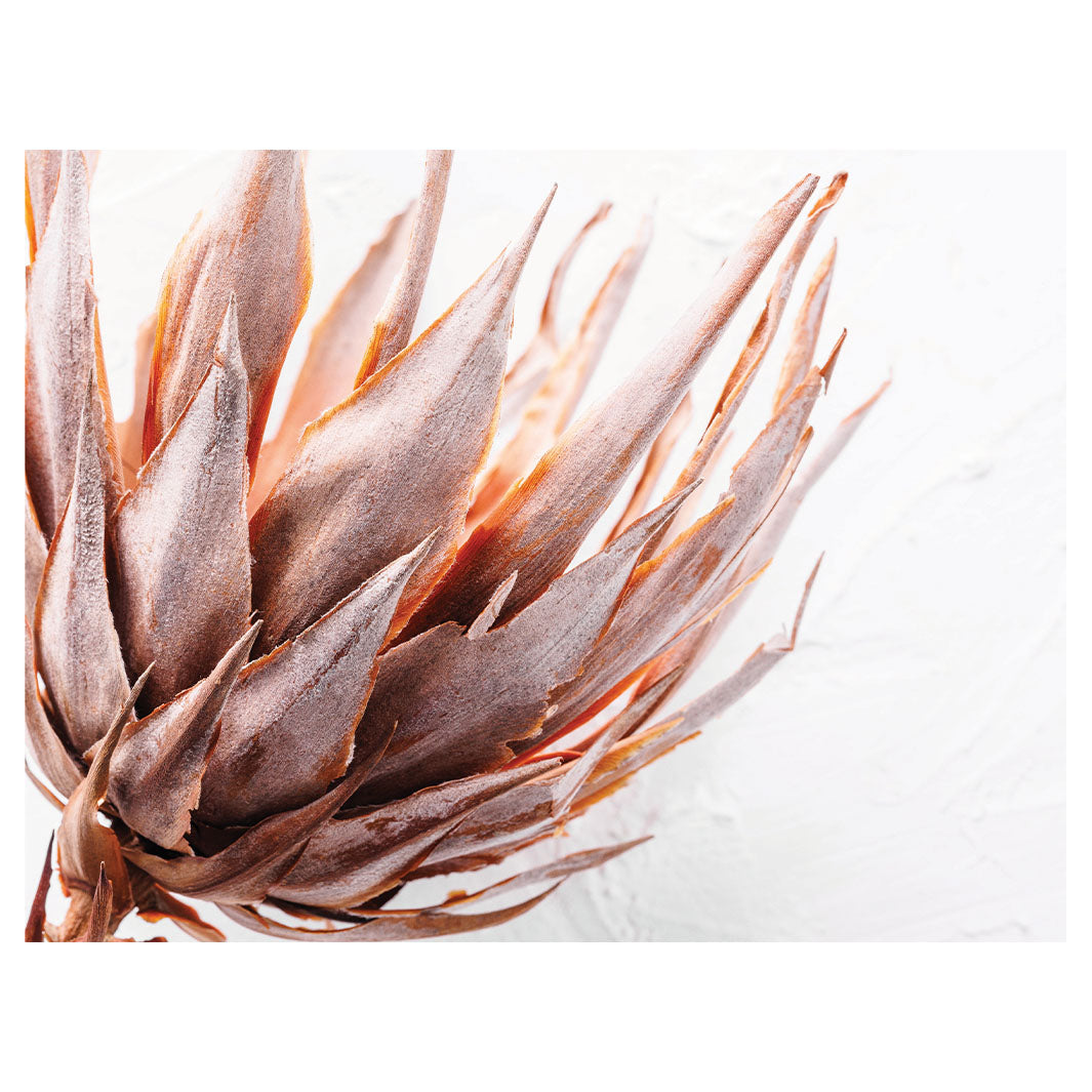 DRIED RUSTIC PINK PROTEA SCATTER CUSHION