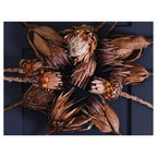 GOLDEN BROWNS PROTEAS SCATTER CUSHION