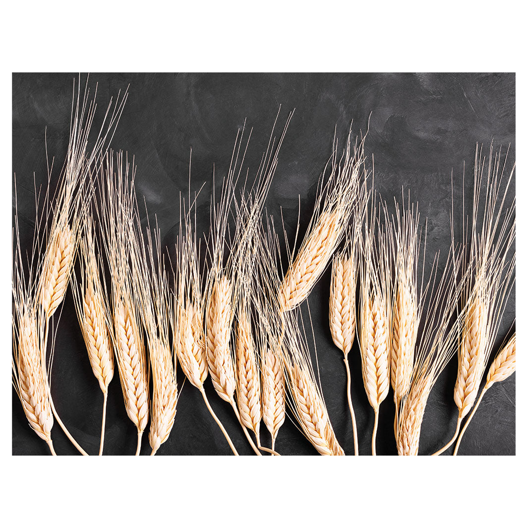 SCATTERED WHEAT ON BLACK SCATTER CUSHION