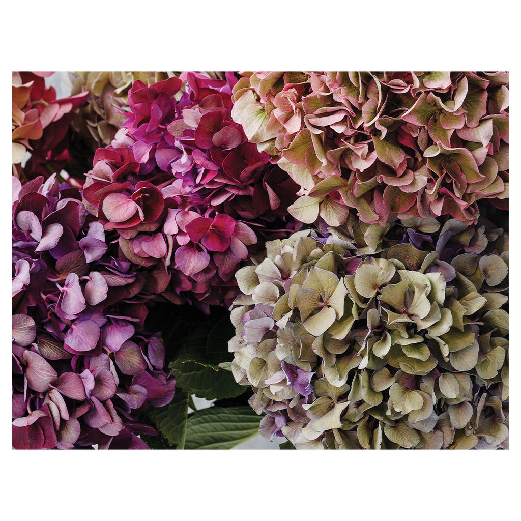 HYDRANGEA DEEP FLORAL TONES SCATTER CUSHION