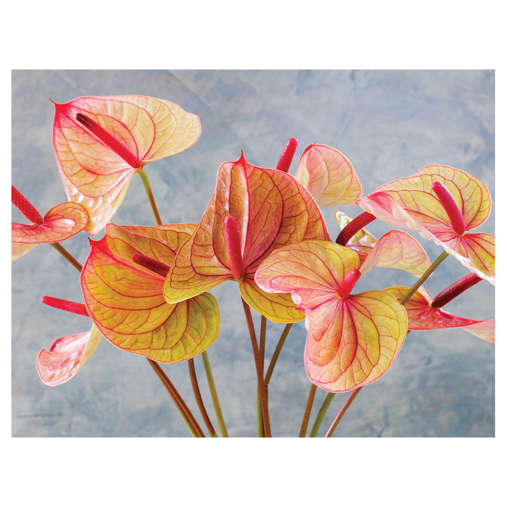 ANTHURIUM LIGHT PINK AND GREEN ON BLUE SCATTER CUSHION
