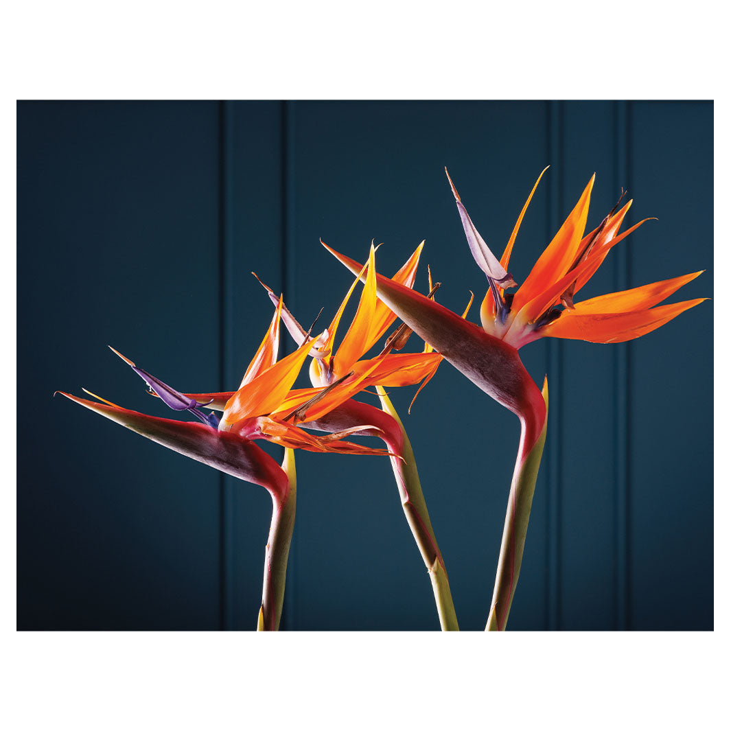 STRELITZIA ORANGE ON BLUE SCATTER CUSHION