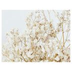 WHISPER WHITE SCATTER CUSHION