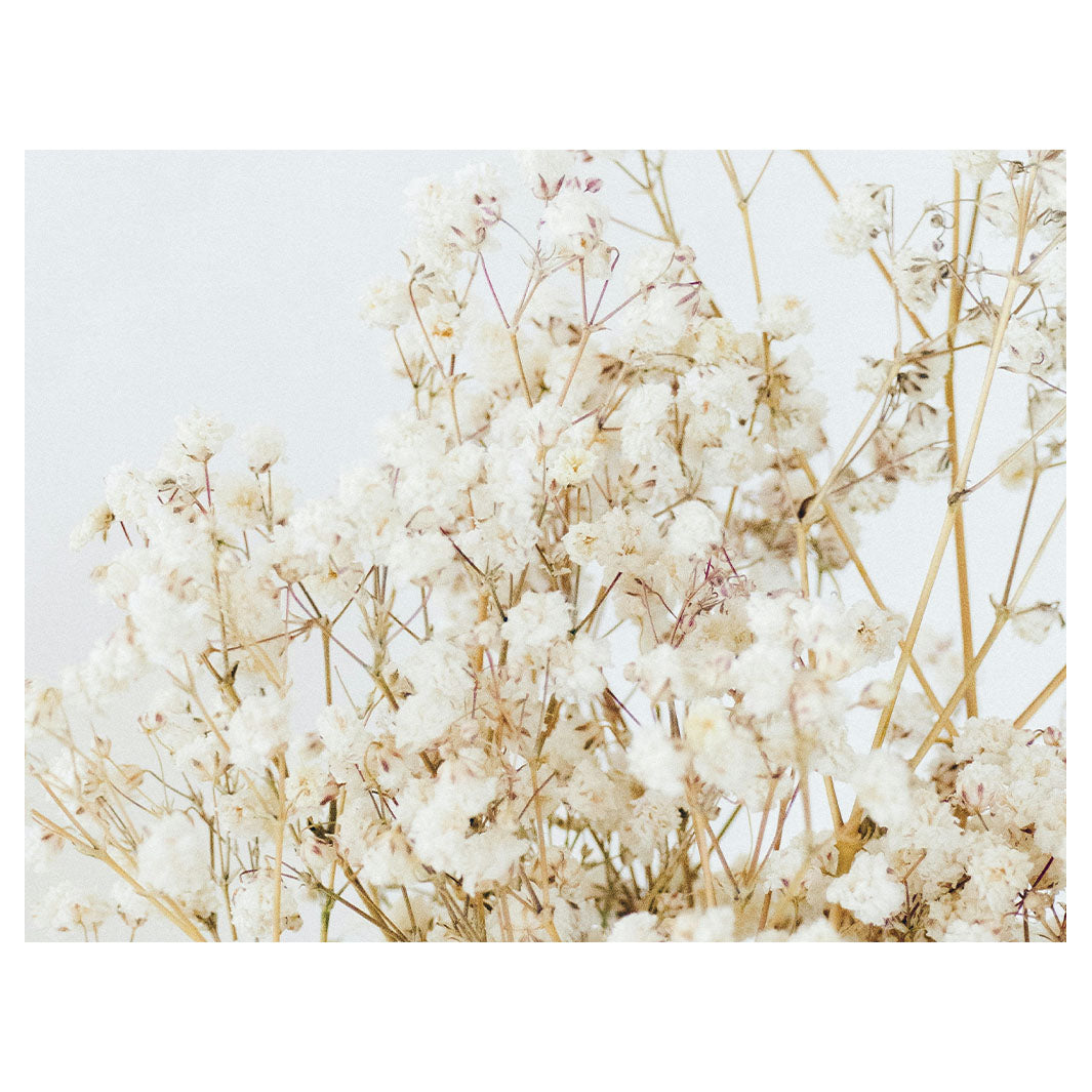 WHISPER WHITE SCATTER CUSHION