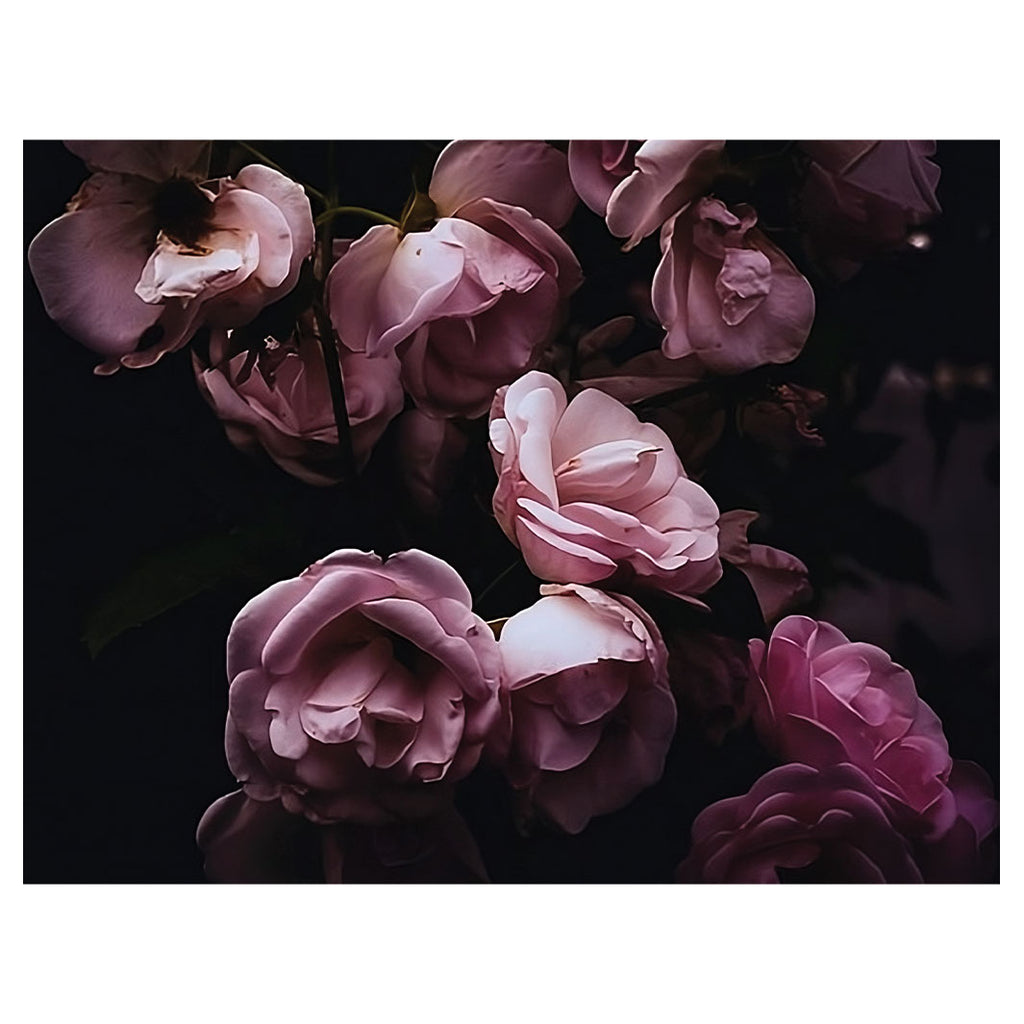DUSKY ROSES SCATTER CUSHION