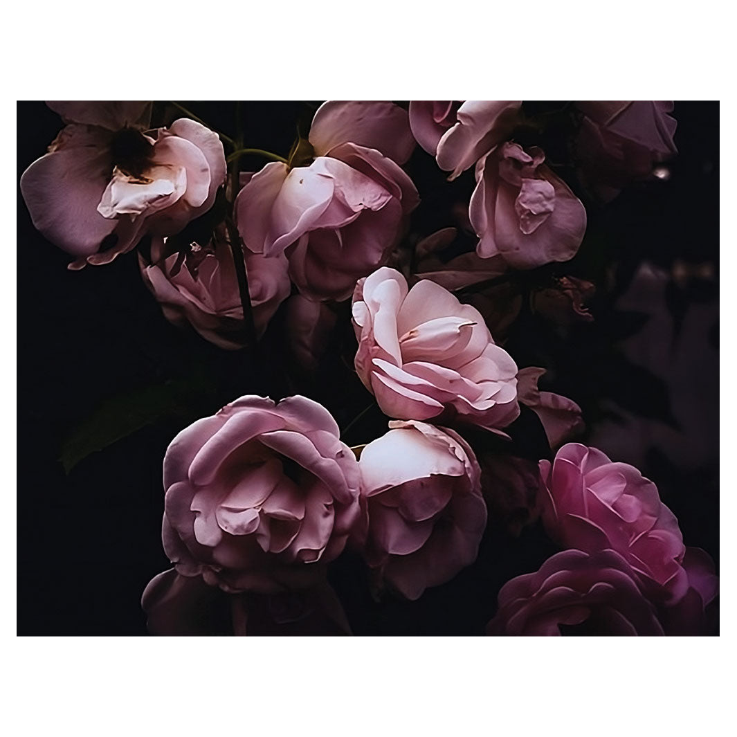 DUSKY ROSES SCATTER CUSHION