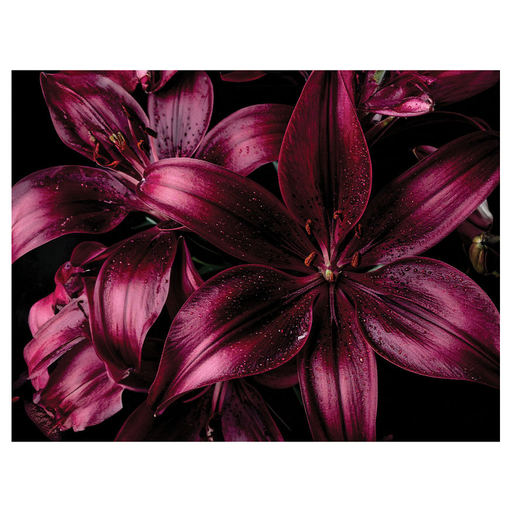 MAGENTA LILY SCATTER CUSHION