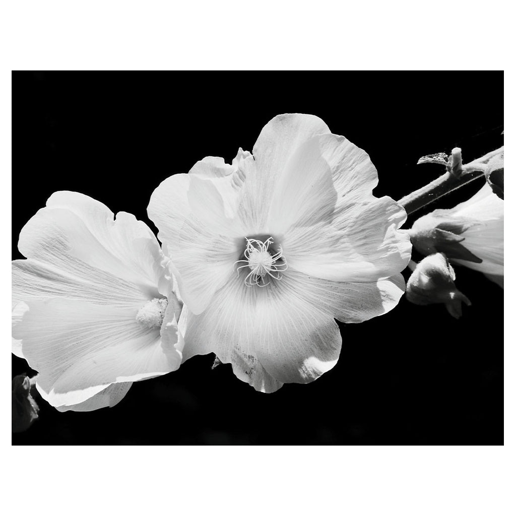 LUNA BLOOM SCATTER CUSHION