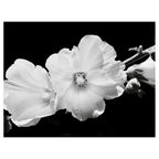 LUNA BLOOM SCATTER CUSHION