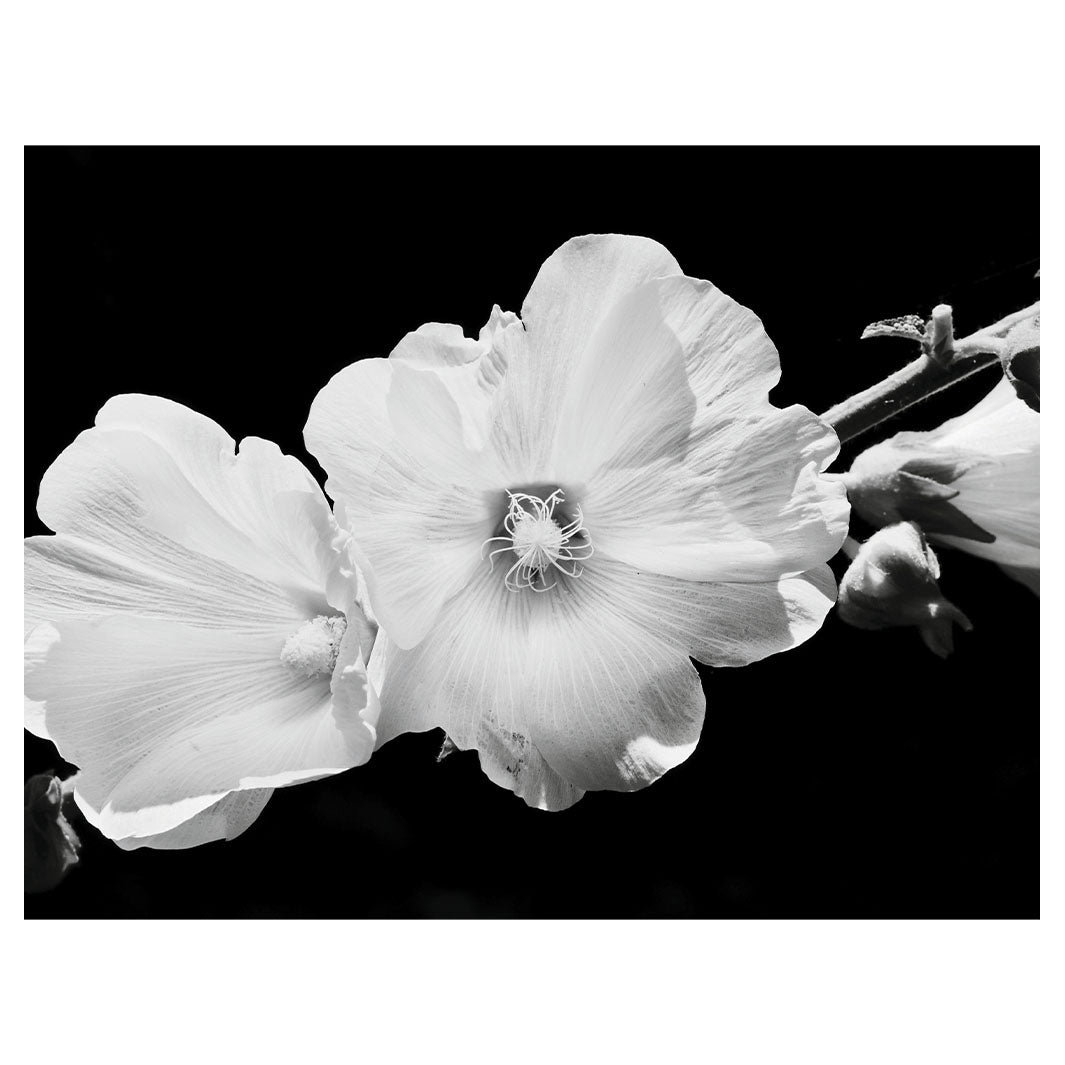 LUNA BLOOM SCATTER CUSHION