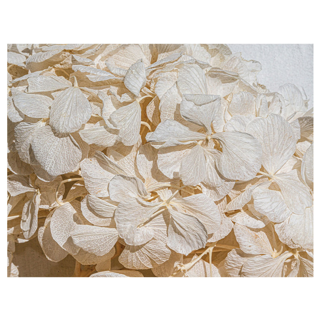 FLORAL CREAM BLEACHED HYDRANGEA LEAVES SCATTER CUSHION