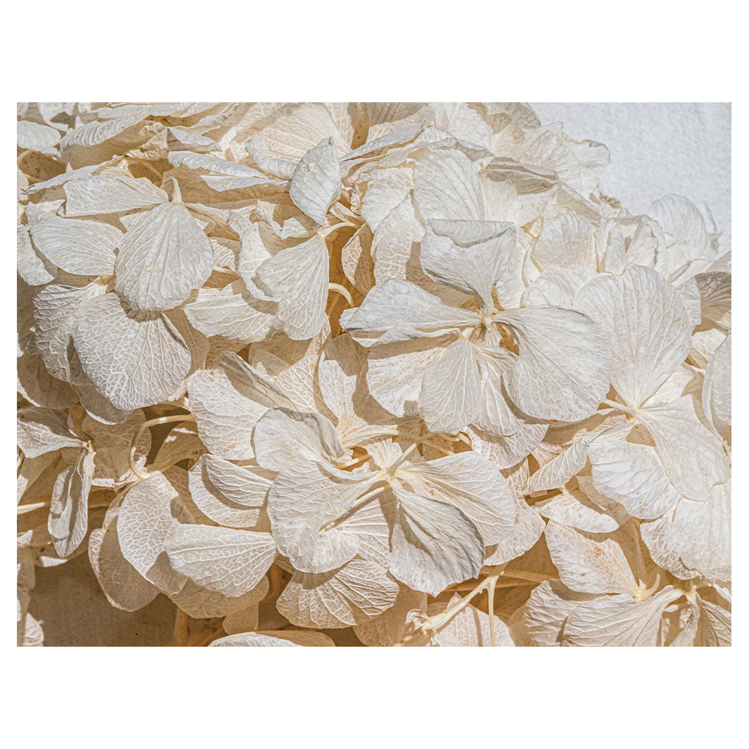 FLORAL CREAM BLEACHED HYDRANGEA LEAVES SCATTER CUSHION