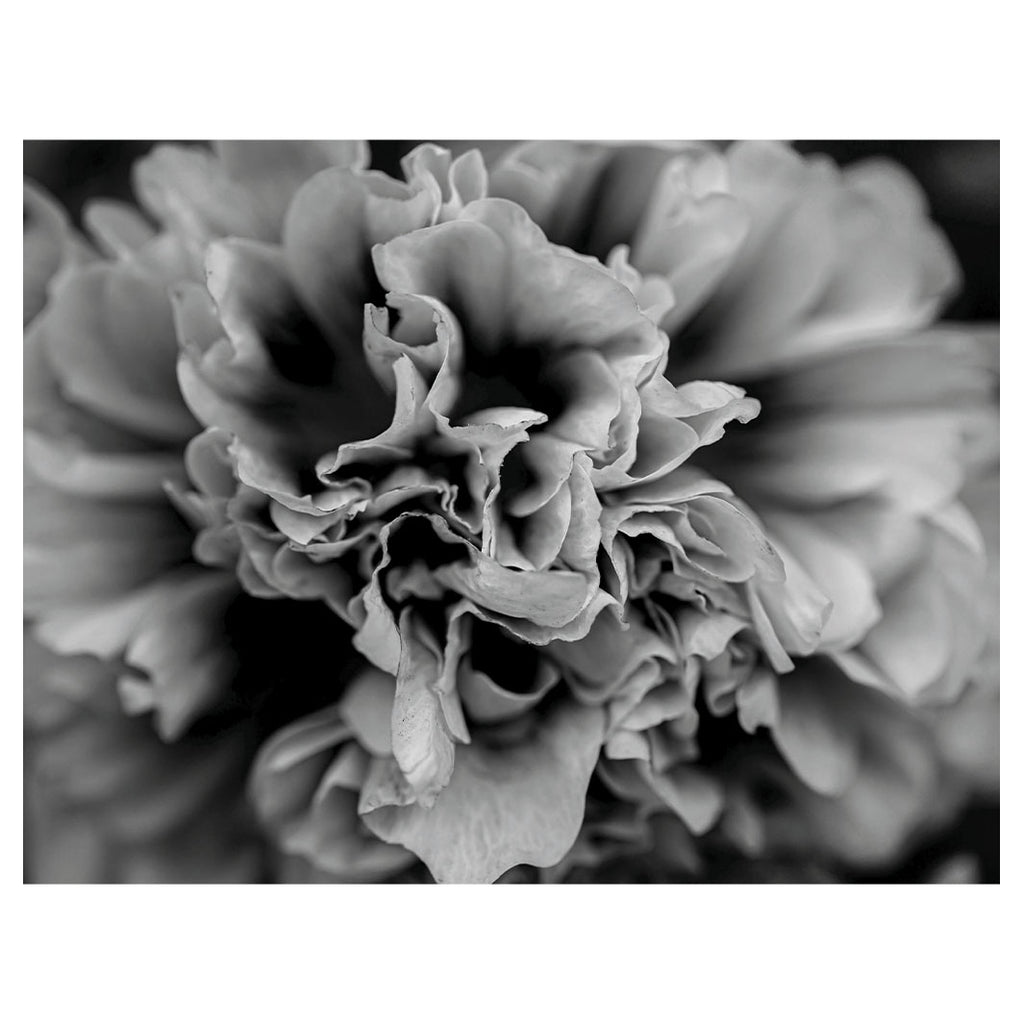 FLORAL BLACK AND WHITE PEONY SCATTER CUSHION
