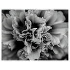 FLORAL BLACK AND WHITE PEONY SCATTER CUSHION
