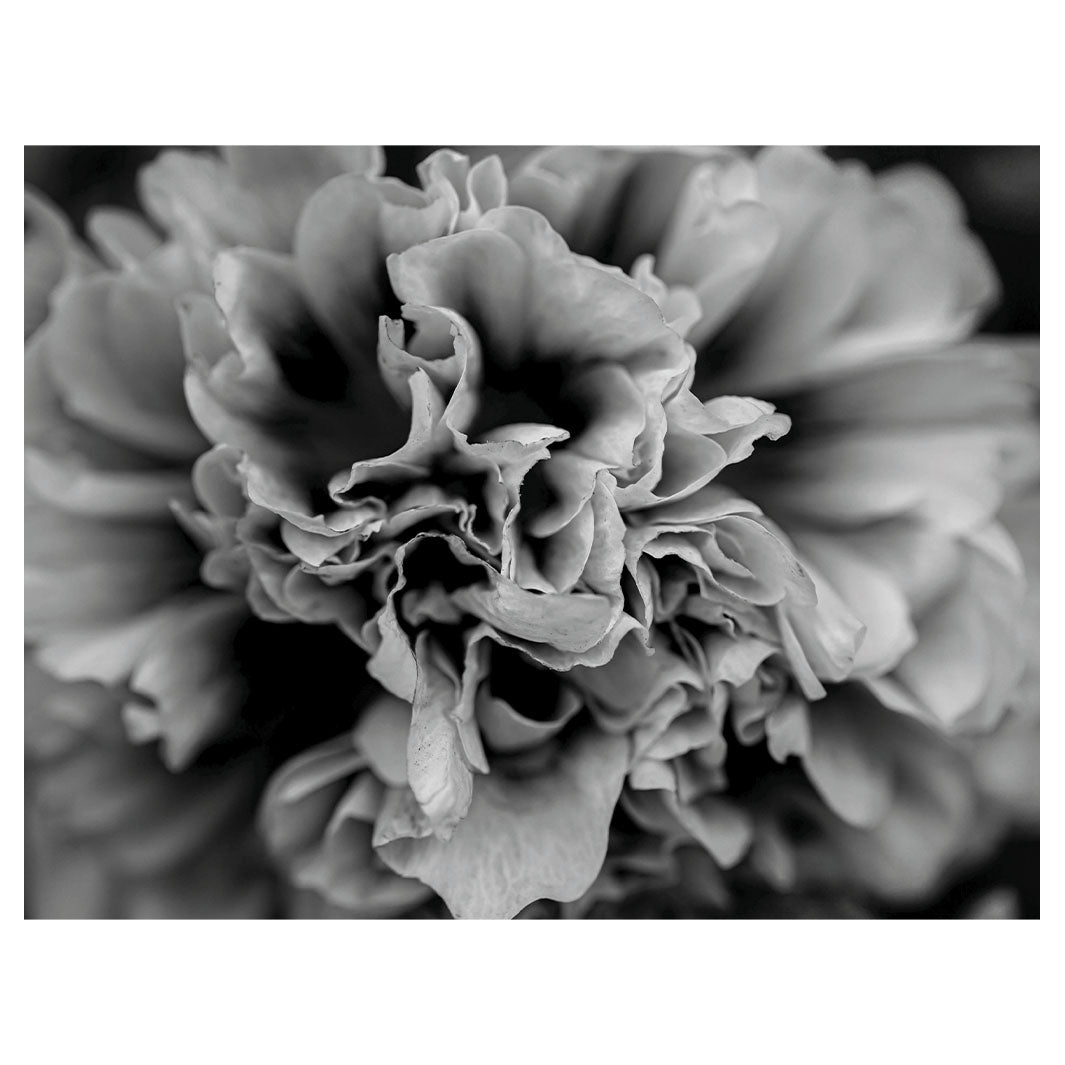 FLORAL BLACK AND WHITE PEONY SCATTER CUSHION
