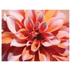 FLORAL PINK DAHLIA SCATTER CUSHION