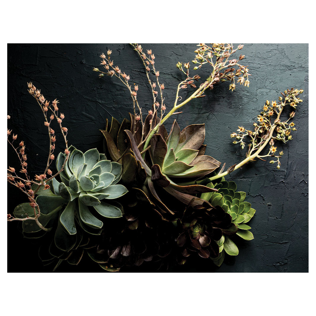 NATURAL GREEN ALOE BUSH WITH LEAVES SCATTER CUSHION