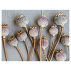 NATURAL PURPLE GIANT POPPY SEEDS ON GREY SCATTER CUSHION