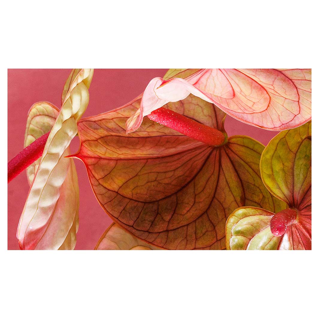ANTHURIUM LIGHT PINK AND GREEN ON MAGENTA MULTI-PURPOSE MAT