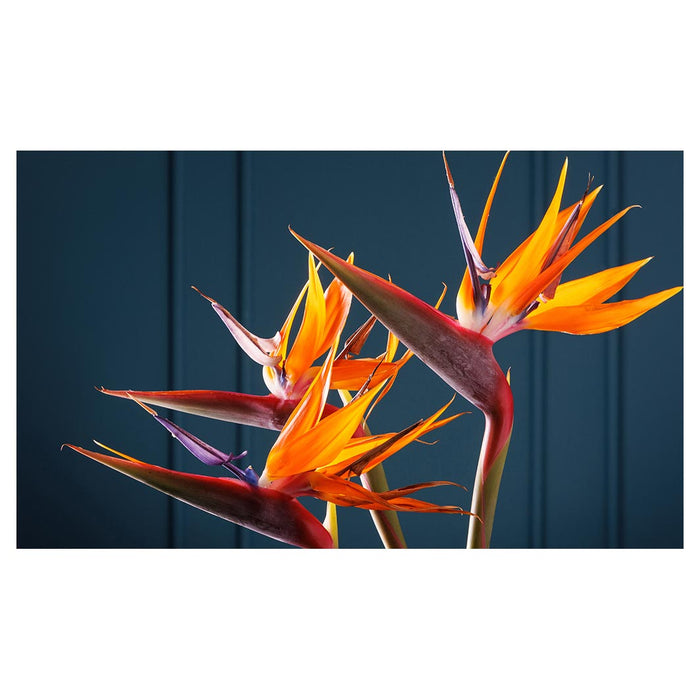 STRELITZIA TRIO ON RICH BLUE MULTI-PURPOSE MAT