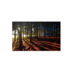 FOREST LANDSCAPE PLEXIGLASS