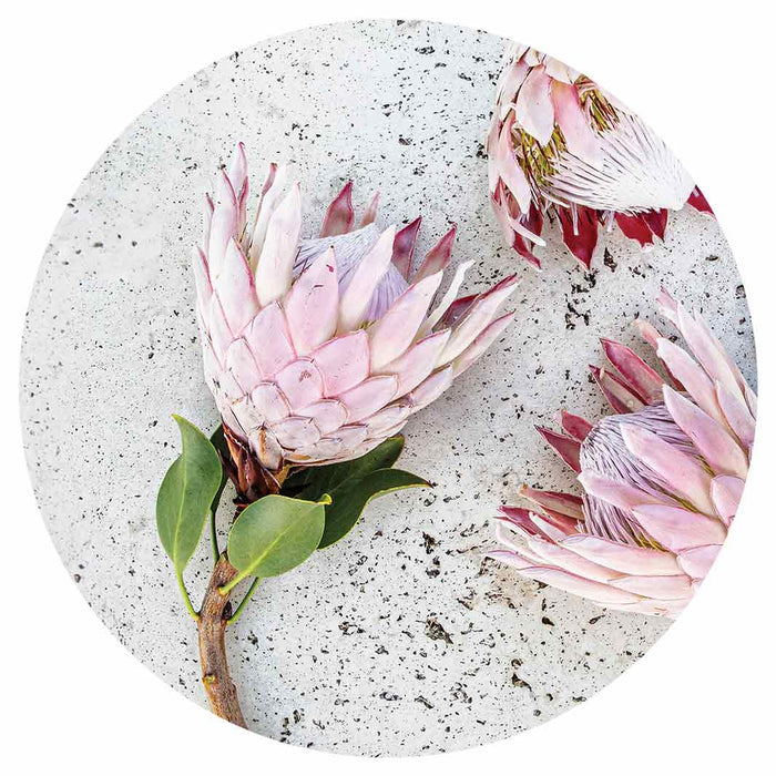 FLORAL PINK PROTEAS ON WHITE ROUND COASTER