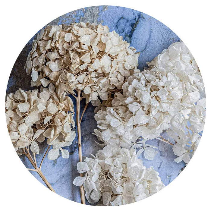 FLORAL CREAM BLEACHED HYDRANGEAS ON BLUE ROUND COASTER