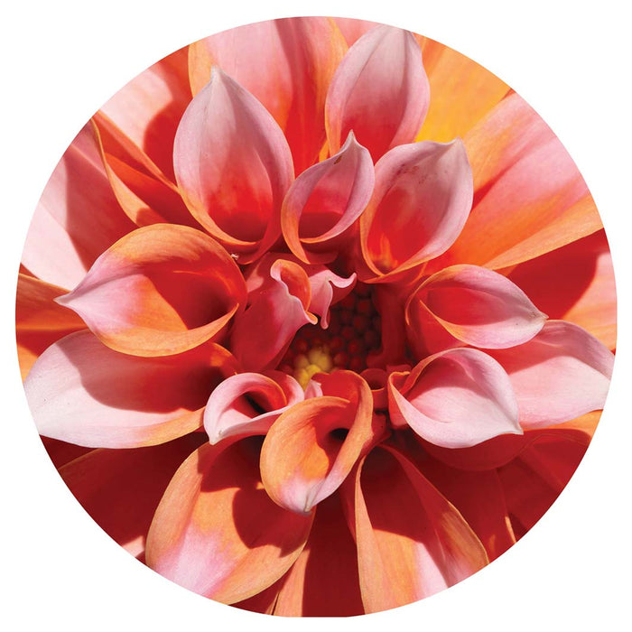 FLORAL PINK DAHLIA ROUND COASTER