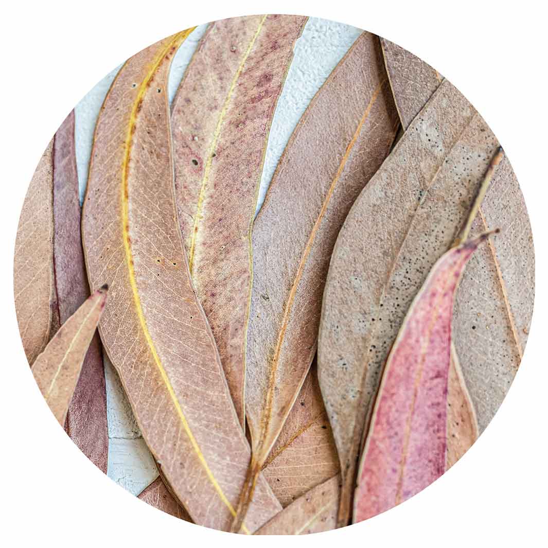 LEAVES PINK DRIED LEAVES ROUND COASTER