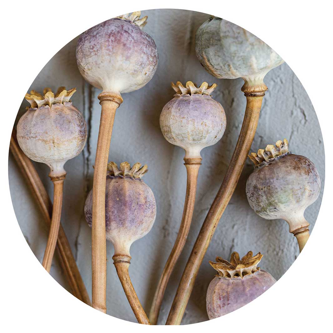 NATURAL PURPLE GIANT POPPY SEEDS ON GREY ROUND COASTER